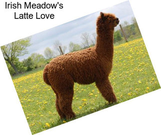 Irish Meadow\'s Latte Love