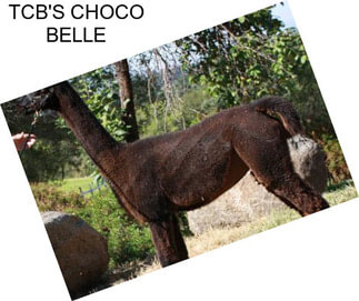 TCB\'S CHOCO BELLE