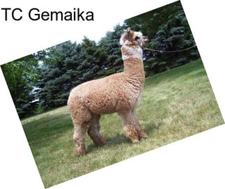 TC Gemaika