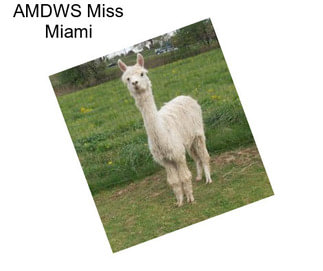 AMDWS Miss Miami
