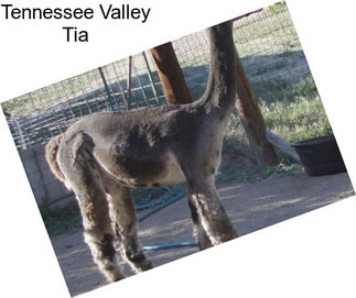 Tennessee Valley Tia
