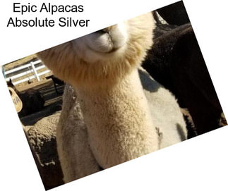 Epic Alpacas Absolute Silver