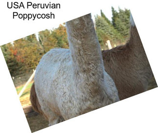 USA Peruvian Poppycosh