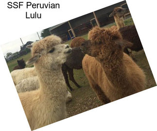 SSF Peruvian Lulu