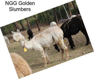 NGG Golden Slumbers