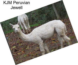 KJM Peruvian Jewell
