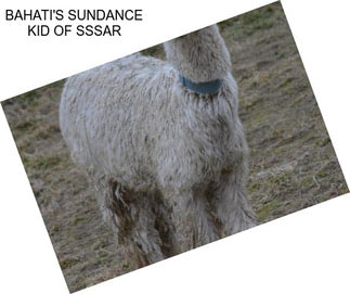 BAHATI\'S SUNDANCE KID OF SSSAR