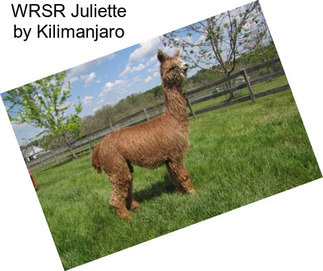 WRSR Juliette by Kilimanjaro