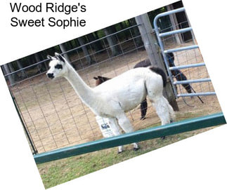 Wood Ridge\'s Sweet Sophie