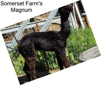 Somerset Farm\'s Magnum
