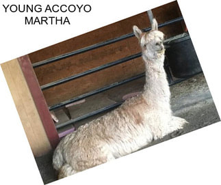 YOUNG ACCOYO MARTHA