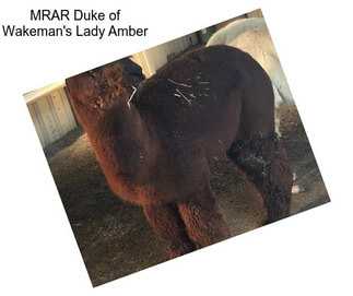 MRAR Duke of Wakeman\'s Lady Amber