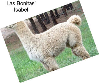 Las Bonitas\' Isabel