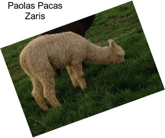 Paolas Pacas Zaris