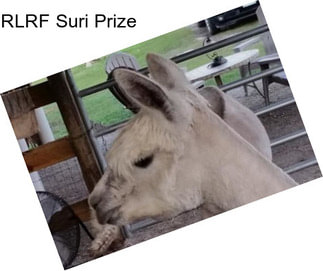 RLRF Suri Prize