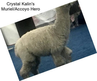 Crystal Kalin\'s Muriel/Accoyo Hero