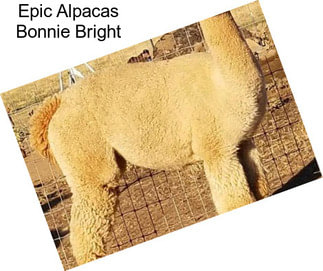 Epic Alpacas Bonnie Bright