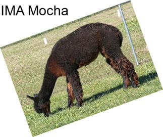 IMA Mocha