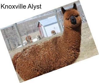 Knoxville Alyst