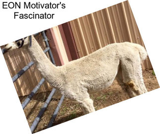 EON Motivator\'s Fascinator