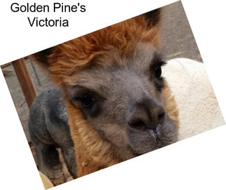Golden Pine\'s Victoria