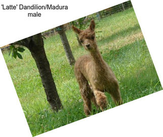 \'Latte\' Dandilion/Madura male