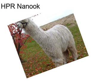 HPR Nanook