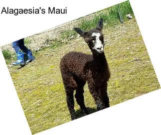 Alagaesia\'s Maui