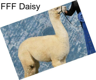 FFF Daisy