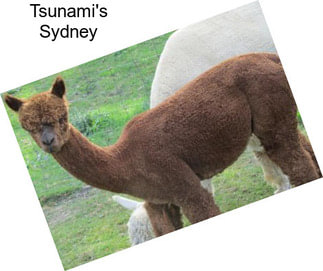 Tsunami\'s Sydney