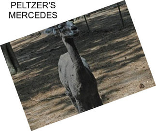 PELTZER\'S MERCEDES