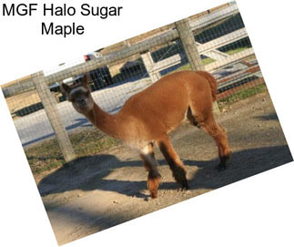 MGF Halo Sugar Maple