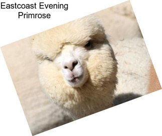 Eastcoast Evening Primrose