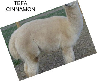 TBFA CINNAMON