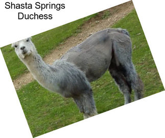 Shasta Springs Duchess