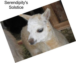 Serendipity\'s Solstice