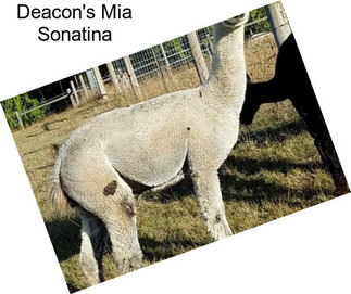 Deacon\'s Mia Sonatina