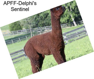 APFF-Delphi\'s Sentinel