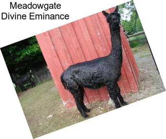 Meadowgate Divine Eminance