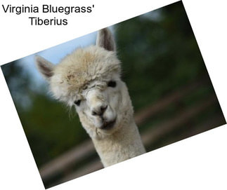 Virginia Bluegrass\' Tiberius