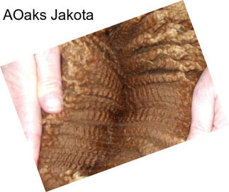 AOaks Jakota