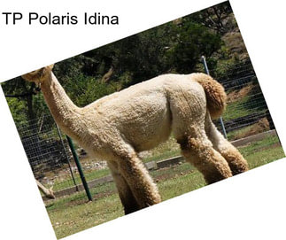 TP Polaris Idina