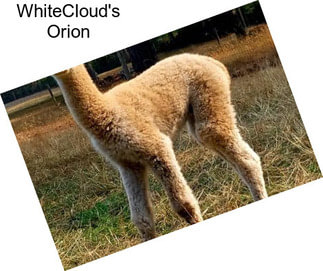 WhiteCloud\'s Orion