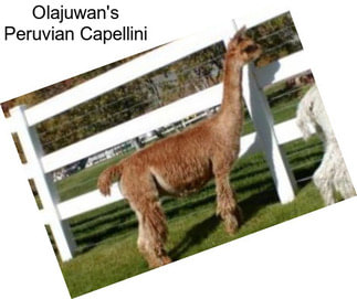 Olajuwan\'s Peruvian Capellini