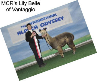 MCR\'s Lily Belle of Vantaggio