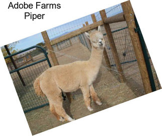 Adobe Farms Piper
