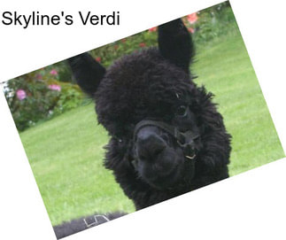 Skyline\'s Verdi