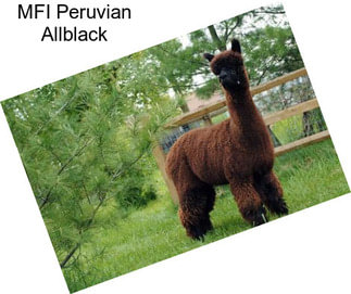 MFI Peruvian Allblack