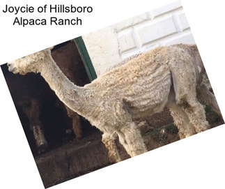 Joycie of Hillsboro Alpaca Ranch