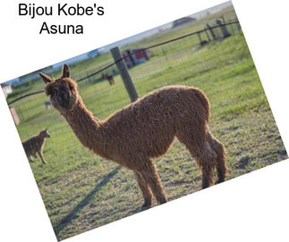 Bijou Kobe\'s Asuna